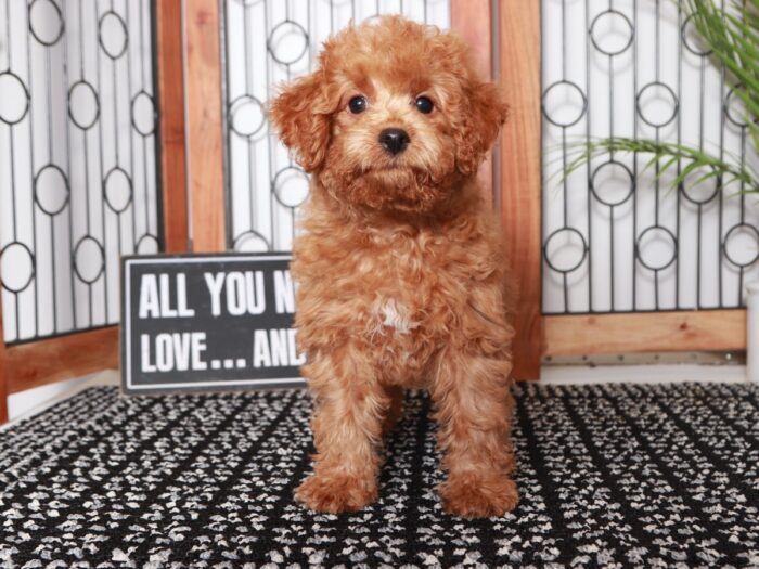 David - Dashing Little Apricot Male Poochon Puppy