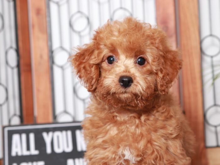 David - Dashing Little Apricot Male Poochon Puppy - Image 4