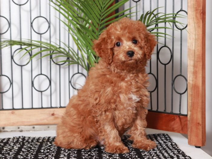 David - Dashing Little Apricot Male Poochon Puppy - Image 3