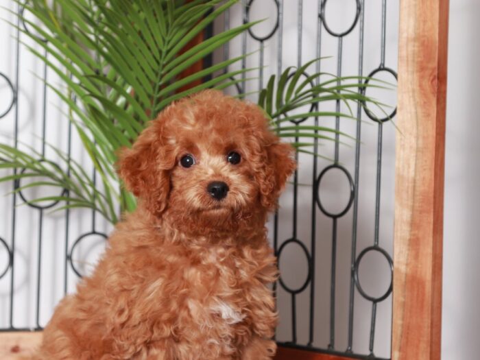 David - Dashing Little Apricot Male Poochon Puppy - Image 2