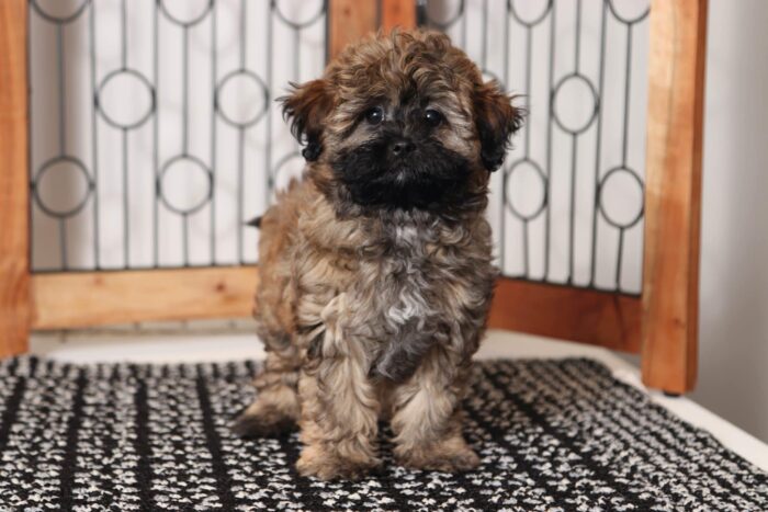 Dawn  - Beautiful Little Female Shih-poo Puppy