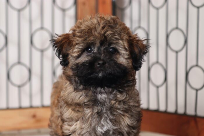 Dawn  - Beautiful Little Female Shih-poo Puppy - Image 2