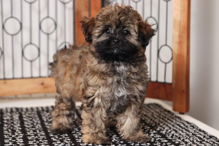 Dawn  - Beautiful Little Female Shih-poo Puppy - Image 3