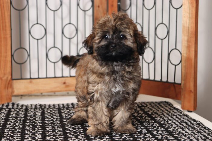 Dawn  - Beautiful Little Female Shih-poo Puppy - Image 4