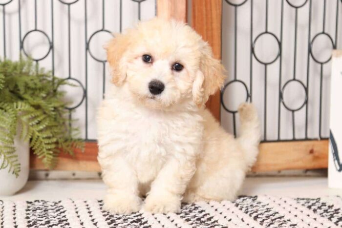 Demi - Loving Little Female Poochon Puppy