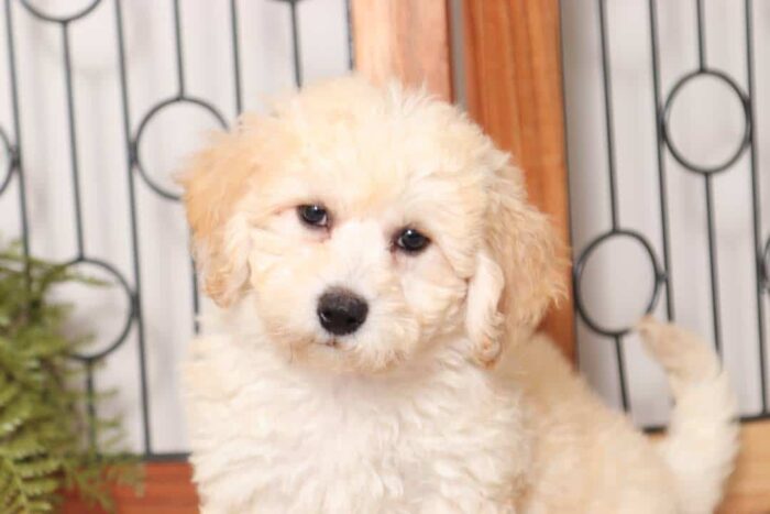 Demi - Loving Little Female Poochon Puppy - Image 2