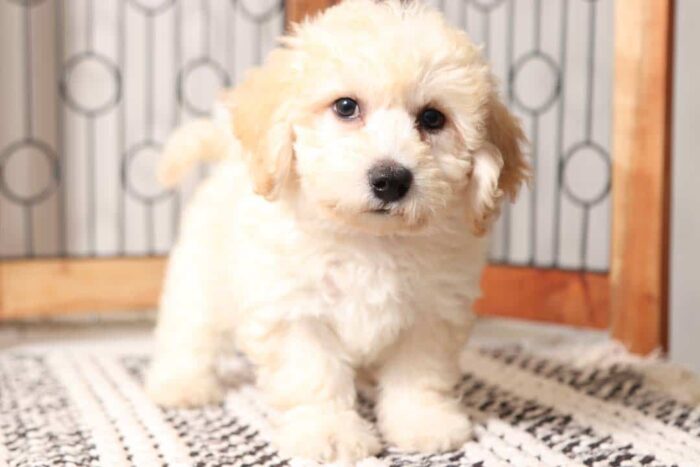 Demi - Loving Little Female Poochon Puppy - Image 3