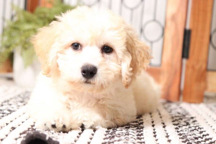 Demi - Loving Little Female Poochon Puppy - Image 4