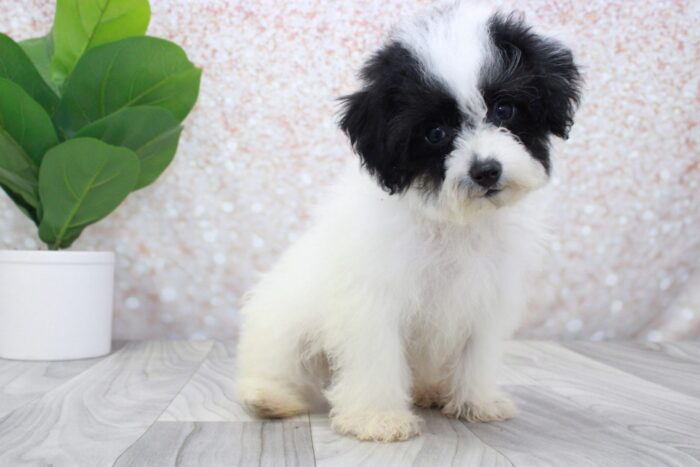 Denim - Beautiful Male AKC Mini Poodle Puppy - Image 3