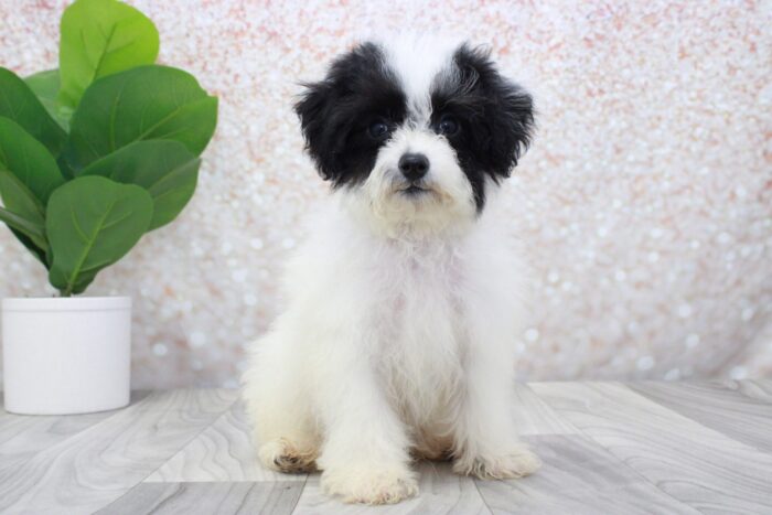 Denim - Beautiful Male AKC Mini Poodle Puppy - Image 2