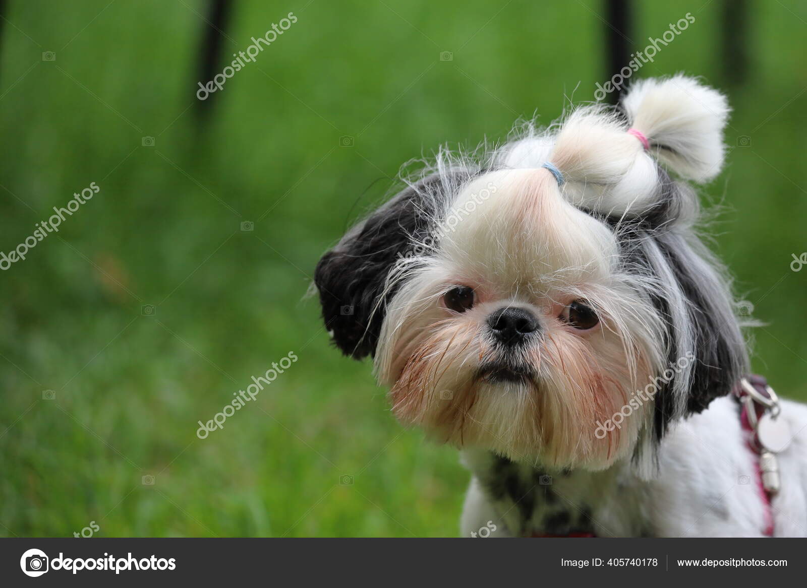 depositphotos_405740178-stock-photo-shih-tzu-little-funny-purebred