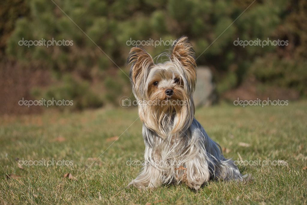 Yorkshire terrier outdoors.