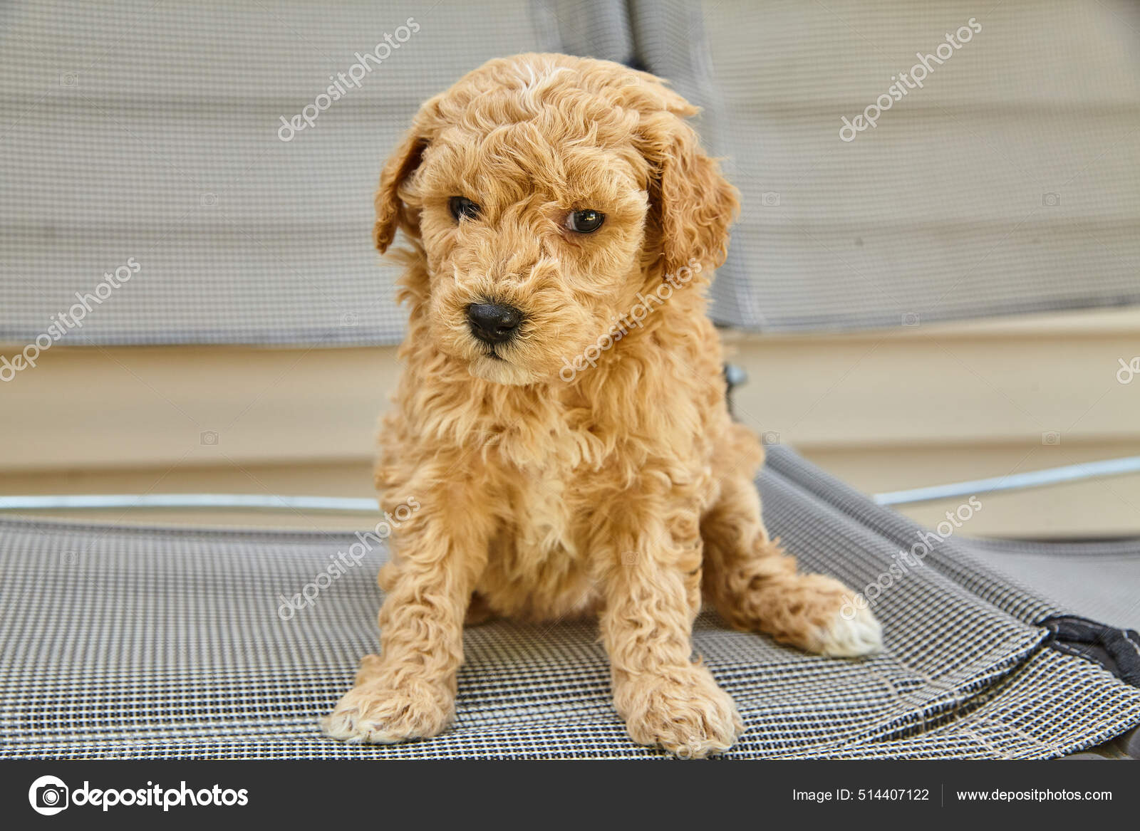 Stubborn Goldendoodle puppy sitting on patio chair