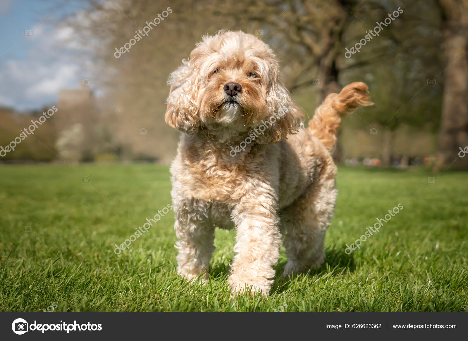 MIL Pet Photography - Dog Photographer