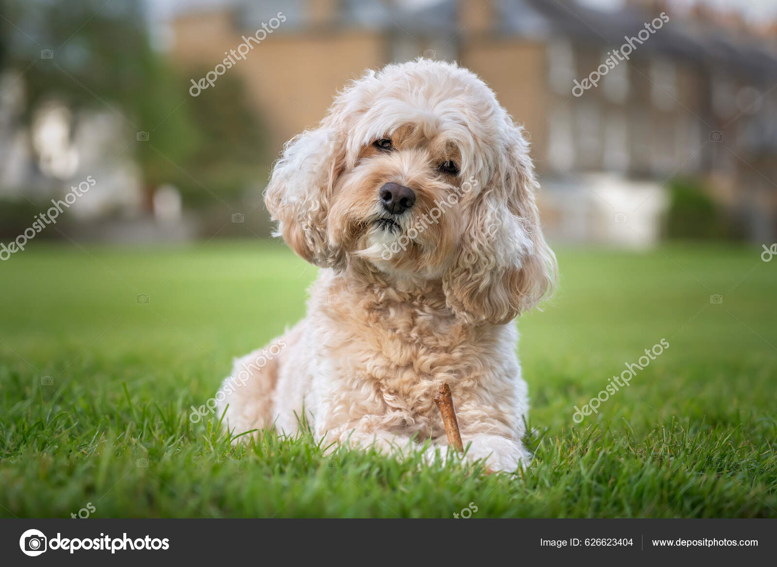 MIL Pet Photography - Dog Photographer