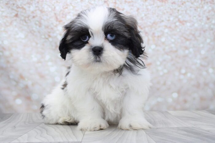 Dickens - Loyal Little Male Shih-Tzu Puppy