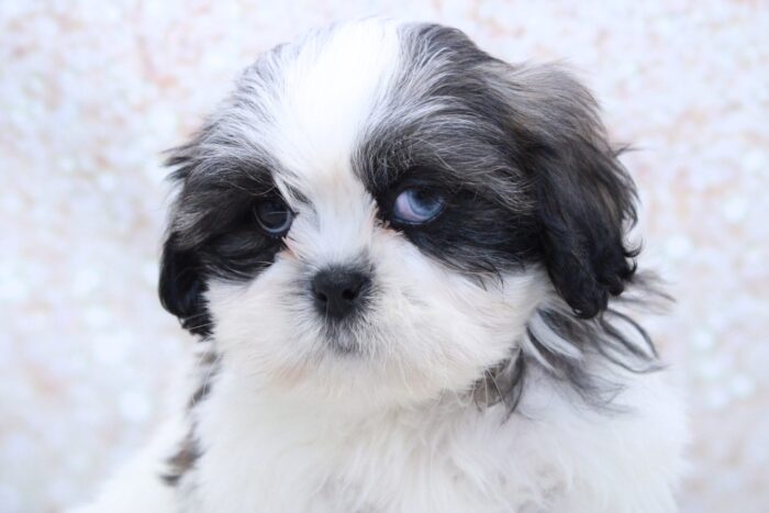 Dickens - Loyal Little Male Shih-Tzu Puppy - Image 2