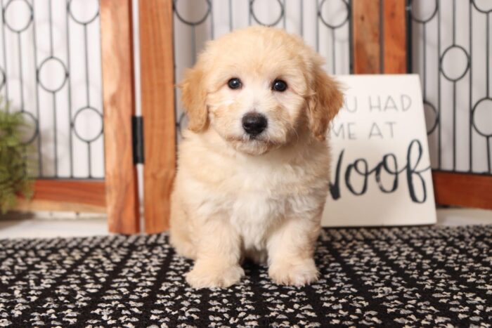 Diesel - Cool Little Male Poochon Puppy