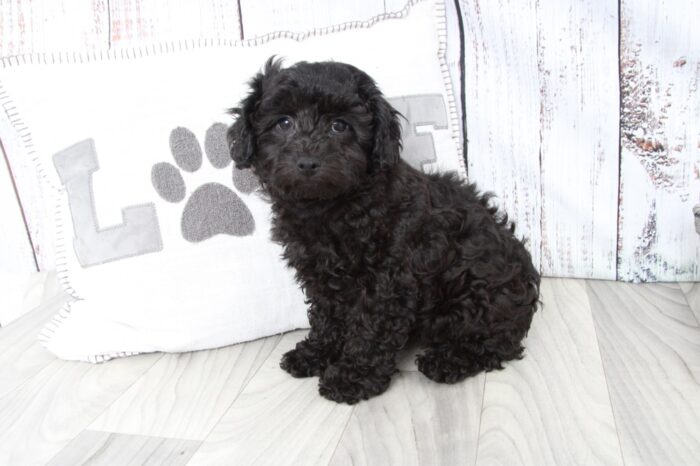 Diesel - Precious Male ACA Mini Poodle Puppy