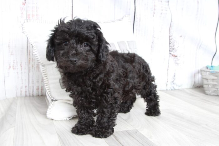 Diesel - Precious Male ACA Mini Poodle Puppy - Image 2