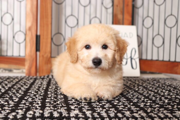 Diesel - Cool Little Male Poochon Puppy - Image 3