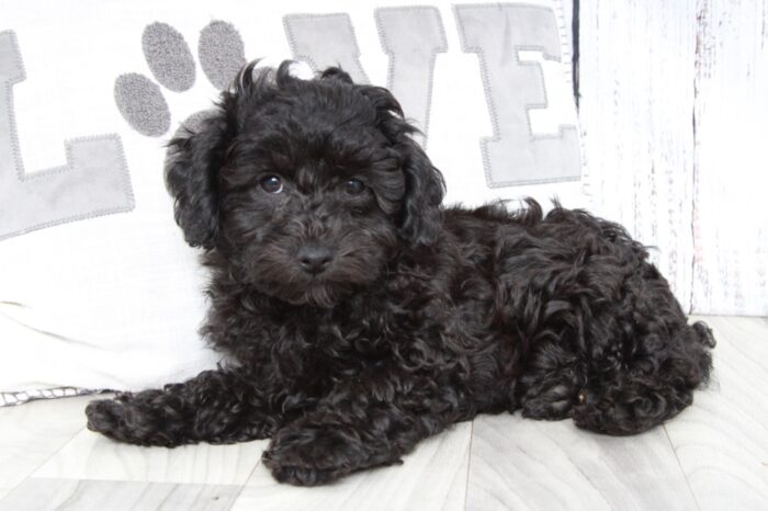 Diesel - Precious Male ACA Mini Poodle Puppy - Image 4