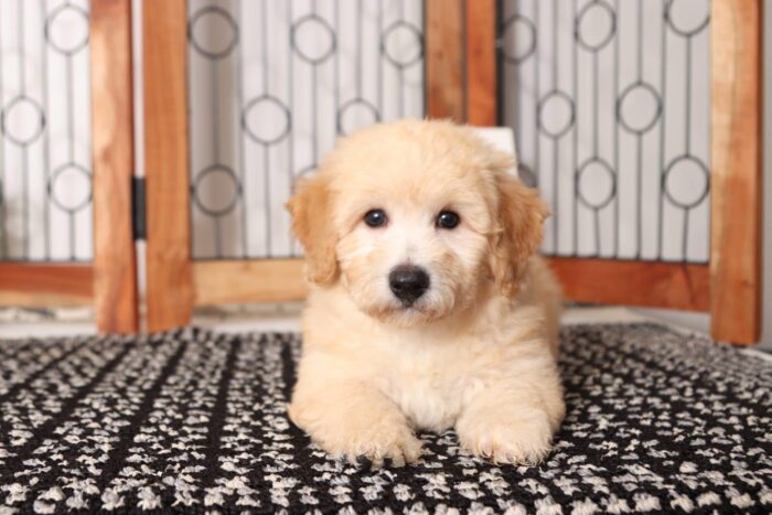 Diesel - Cool Little Male Poochon Puppy - Image 4