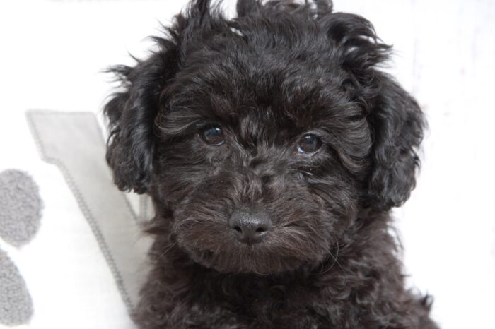 Diesel - Precious Male ACA Mini Poodle Puppy - Image 3