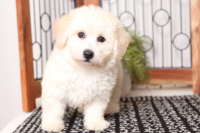 Dobby  - Friendly Little Male Poochon Puppy