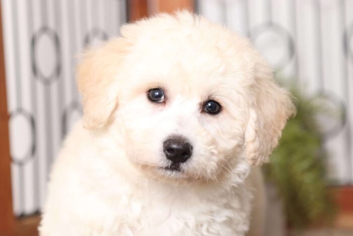 Dobby  - Friendly Little Male Poochon Puppy - Image 2