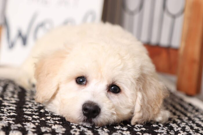 Dobby  - Friendly Little Male Poochon Puppy - Image 3