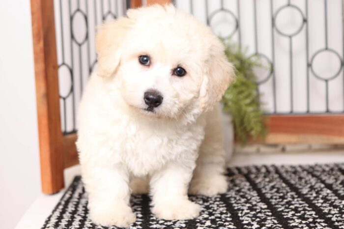 Dobby  - Friendly Little Male Poochon Puppy - Image 4