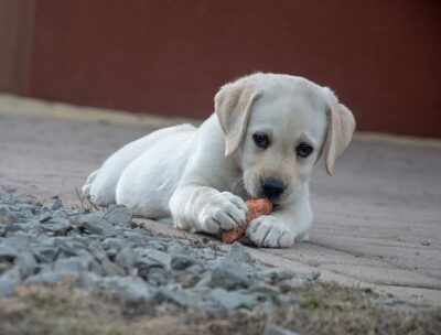 Dog with Carrot