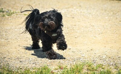 Chipoo (Chihuahua x Poodle)