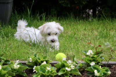 Maltese puppy looking at a tennis ball