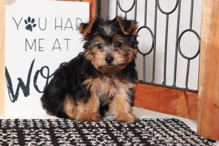 Domino  - Cuddly Little ACA Male Yorkie