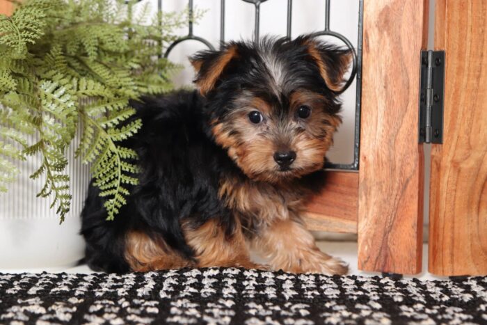 Domino  - Cuddly Little ACA Male Yorkie - Image 3