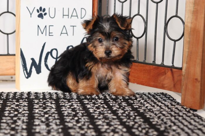 Domino  - Cuddly Little ACA Male Yorkie - Image 4