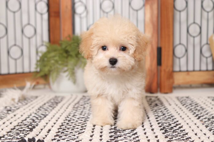 Dottie - Darling Female Malti-Poo Puppy