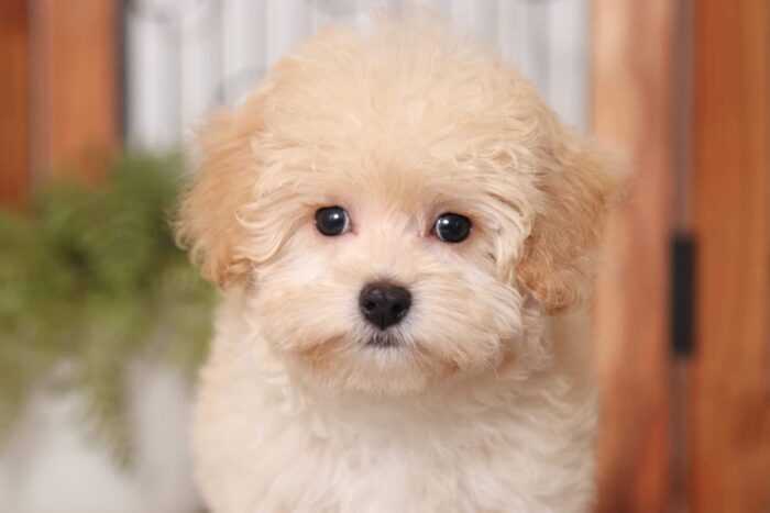 Dottie - Darling Female Malti-Poo Puppy - Image 2