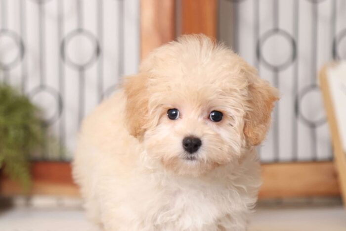 Dottie - Darling Female Malti-Poo Puppy - Image 3