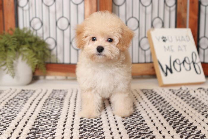 Dottie - Darling Female Malti-Poo Puppy - Image 4