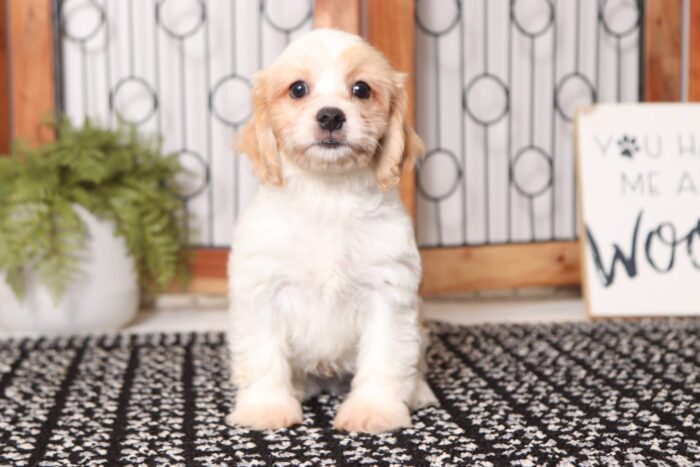 Doug - Adorable Male Cavachon Puppy