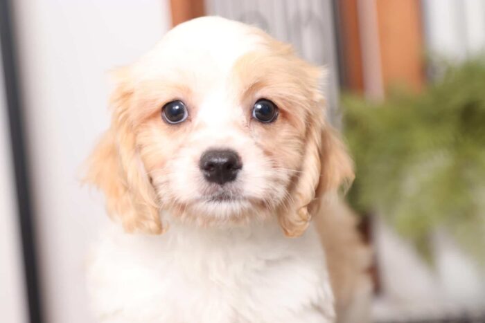 Doug - Adorable Male Cavachon Puppy - Image 2