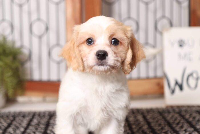 Doug - Adorable Male Cavachon Puppy - Image 3