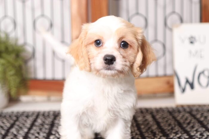 Doug - Adorable Male Cavachon Puppy - Image 4