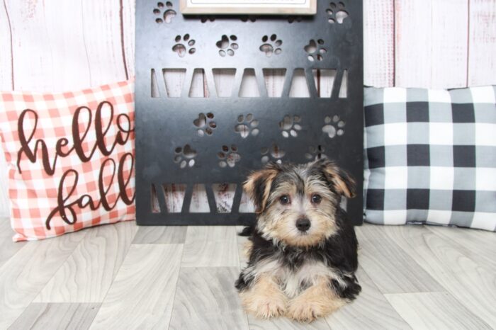 Eddy - Brilliant Male Morkie Puppy