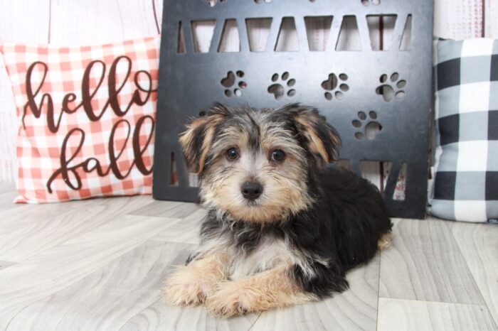 Eddy - Brilliant Male Morkie Puppy - Image 2