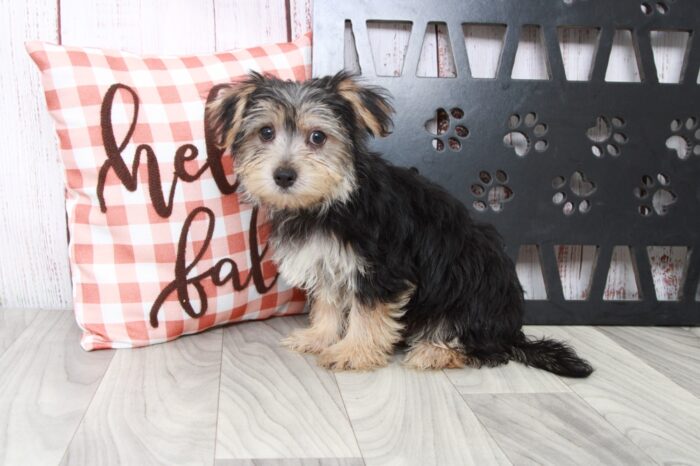 Eddy - Brilliant Male Morkie Puppy - Image 5