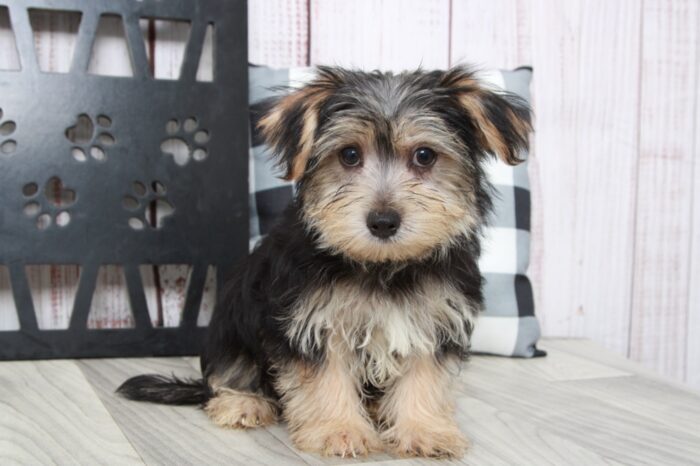 Eddy - Brilliant Male Morkie Puppy - Image 4